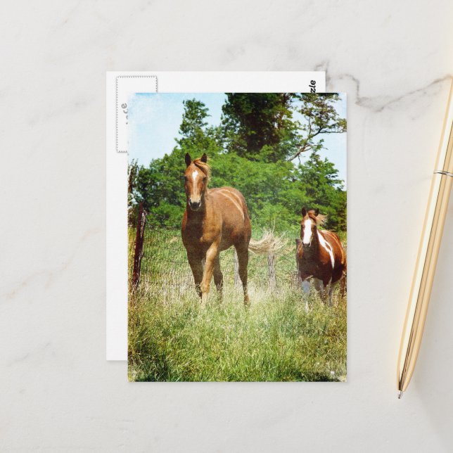 Beautiful Sorrel Gelding Paint Mare Summer Postcard (Front/Back In Situ)