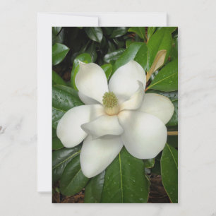Beautiful Southern Magnolia Thank You Card