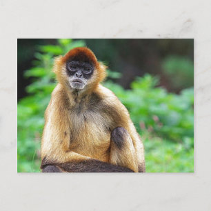Beautiful Spider Monkey Postcard