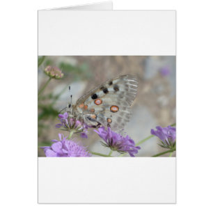 Beautiful Spotted Butterfly