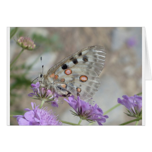 Beautiful Spotted Butterfly (Front Horizontal)