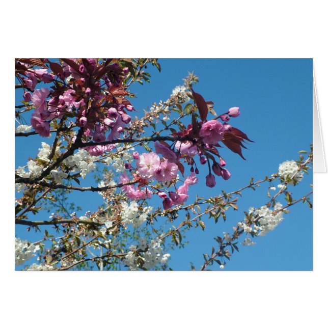 Beautiful spring cherry blossom (Front Horizontal)