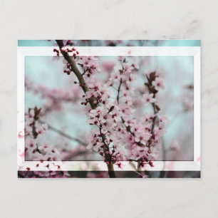 Beautiful Spring Cherry Blossom Postcard