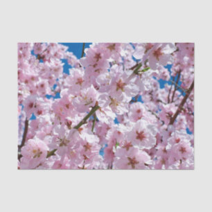 Beautiful Spring Cherry Blossoms Tissue Paper