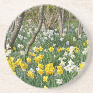 Beautiful spring daffodil garden coaster