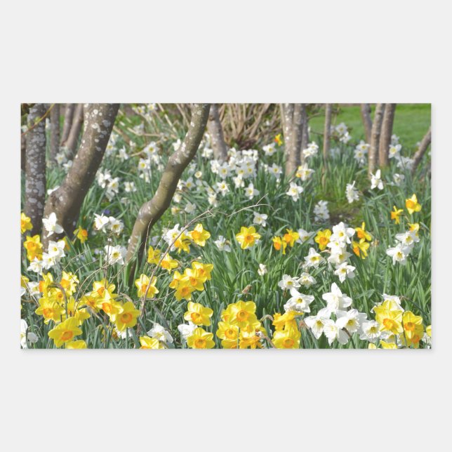 Beautiful spring daffodil garden rectangular sticker (Front)