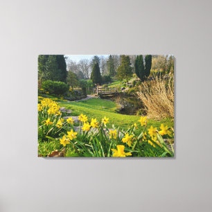 Beautiful Spring Daffodils Canvas Print