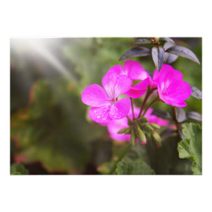 Beautiful spring flowers photo print