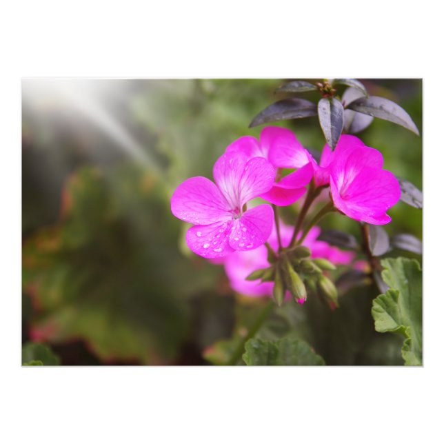 Beautiful spring flowers photo print (Front)