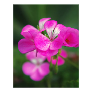 Beautiful spring flowers photo print