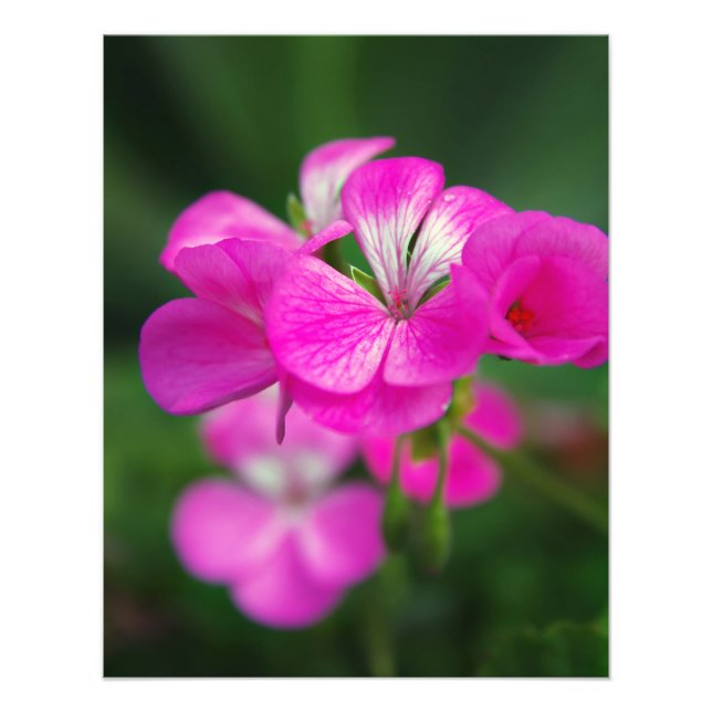 Beautiful spring flowers photo print (Front)