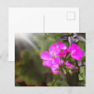 Beautiful spring flowers postcard