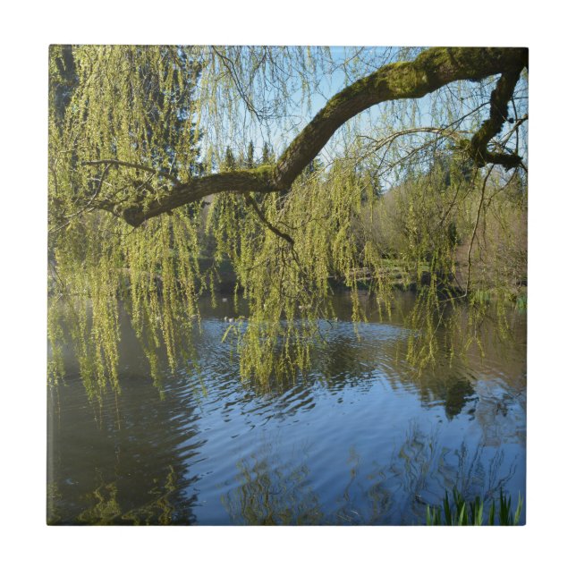beautiful spring willow trees by water pond. tile (Front)