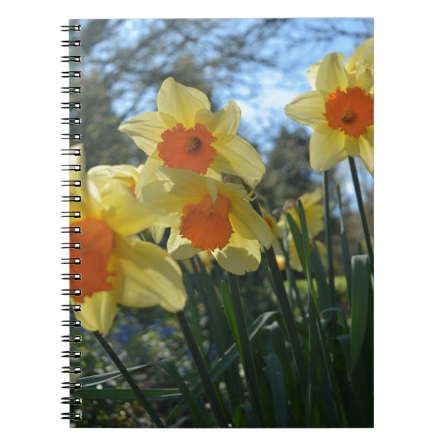Beautiful spring yellow,orange daffodil flowers notebook (Front)