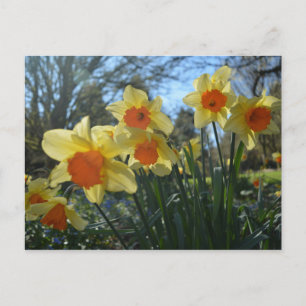 Beautiful spring yellow,orange daffodil flowers postcard