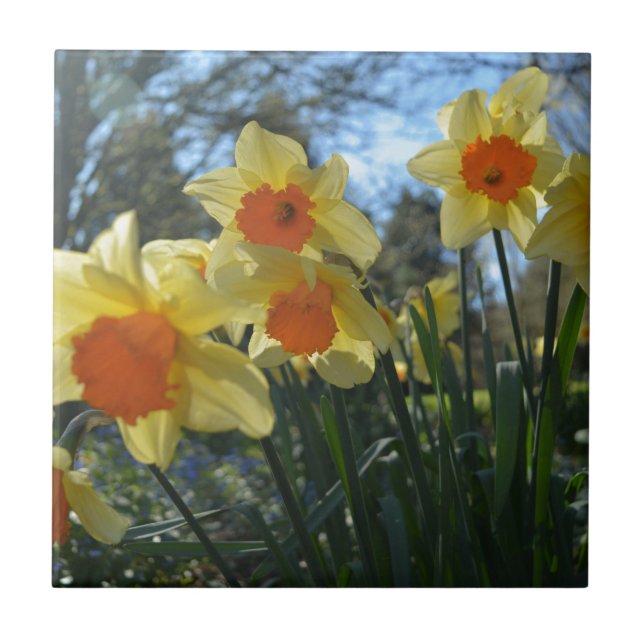 Beautiful spring yellow,orange daffodil flowers tile (Front)
