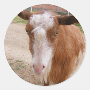 Beautiful sticker with brown goat