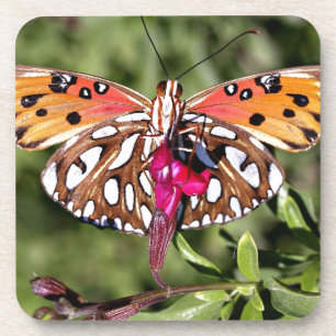 Beautiful Stunning Spotted Fantail Butterfly Coaster