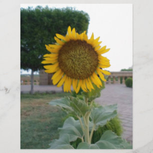 Beautiful Stunning Sunflower