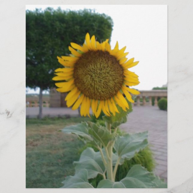 Beautiful Stunning Sunflower Art Print (Front)