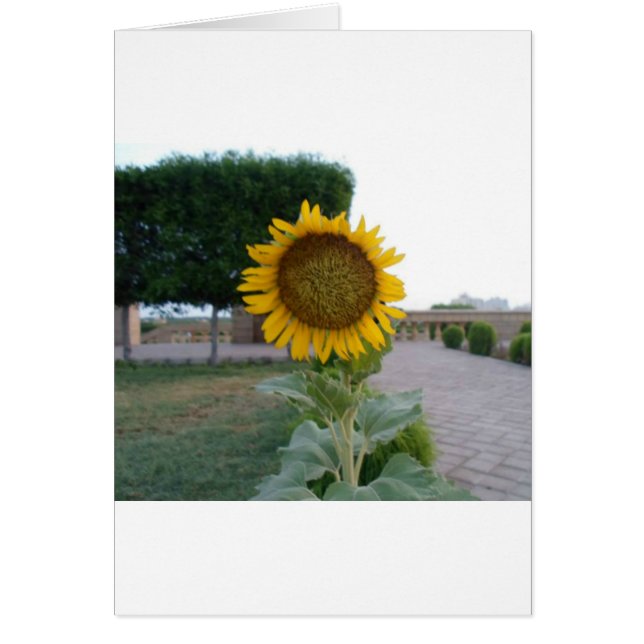 Beautiful Stunning Sunflower Floral Design (Front)