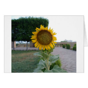 Beautiful Stunning Sunflower Floral Design
