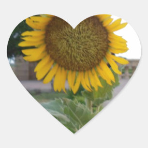 Beautiful Stunning Sunflower Heart Sticker