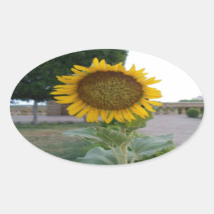 Beautiful Stunning Sunflower Oval Sticker