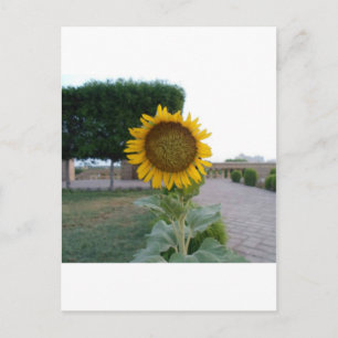 Beautiful Stunning Sunflower Postcard