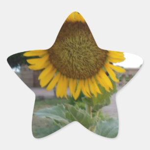 Beautiful Stunning Sunflower Star Sticker
