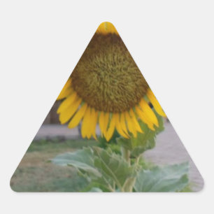 Beautiful Stunning Sunflower Triangle Sticker