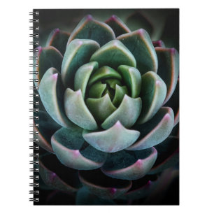 Beautiful Succulent Flower Nature Photography Notebook