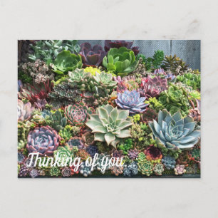 Beautiful Succulents Postcard