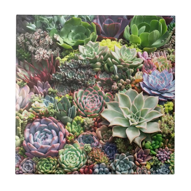 Beautiful Succulents Tile (Front)