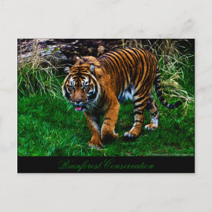 Beautiful Sumatran Tiger Postcard