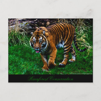 Beautiful Sumatran Tiger Postcard