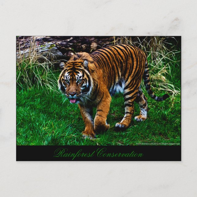 Beautiful Sumatran Tiger Postcard (Front)