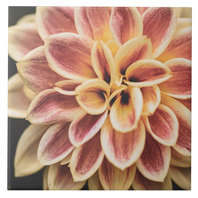 Beautiful Summer Dahlia Flower (Pretty Floral Art) Tile (Front)