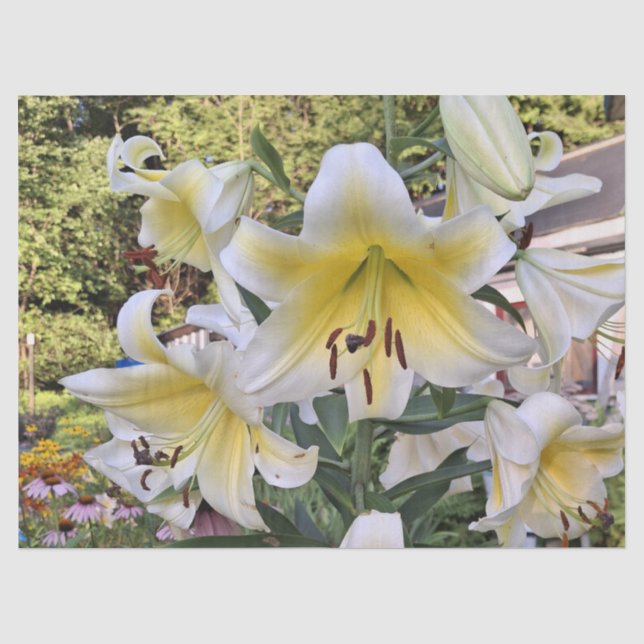 Beautiful Summer Lily Tissue Paper (Front)