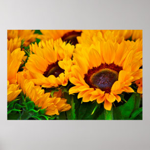 Beautiful Summertime Sunflower Painting Poster