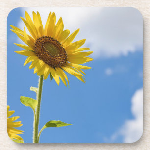 beautiful sun flowers with cloudy blue sky coaster