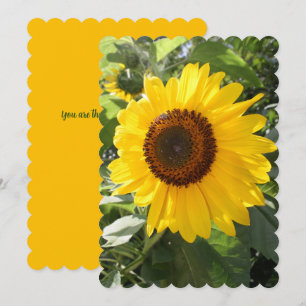 Beautiful Sunflower Photograph