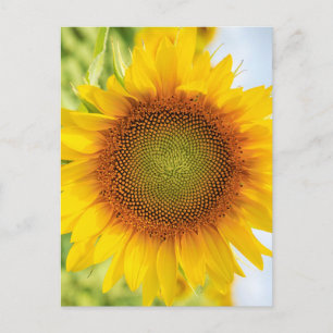 Beautiful Sunflower with Helen Keller Quote Postcard