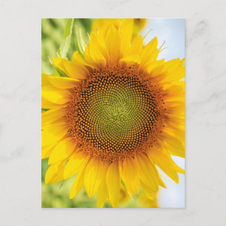 Beautiful Sunflower with Helen Keller Quote Postcard