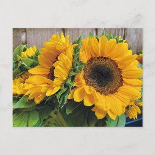 Beautiful Sunflowers Postcard
