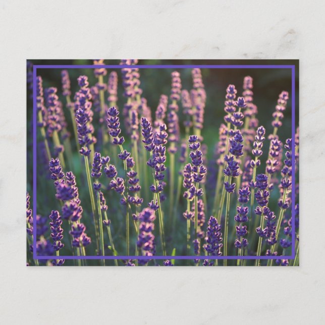 Beautiful Sunlit Lavender Flowers Postcard (Front)