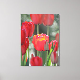 Beautiful Sunlit Red Tulip Canvas Print
