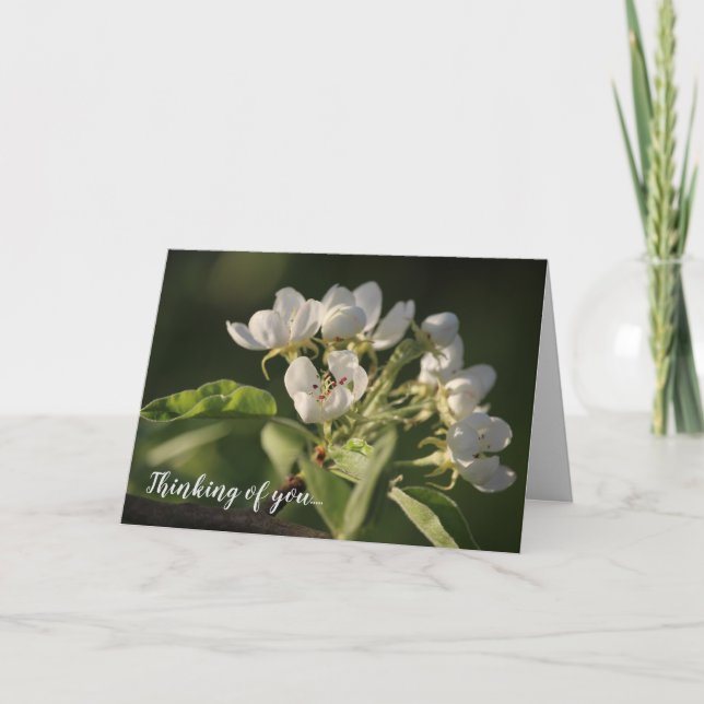 Beautiful Sunlit White Pear Blossom Card (Front)