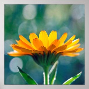Beautiful Sunlit Yellow Marigold Flower  Poster