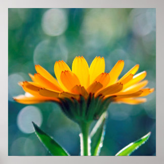 Beautiful Sunlit Yellow Marigold Flower Poster